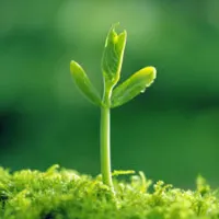 Trường Mầm Non Thị Trấn Củ Chi 1