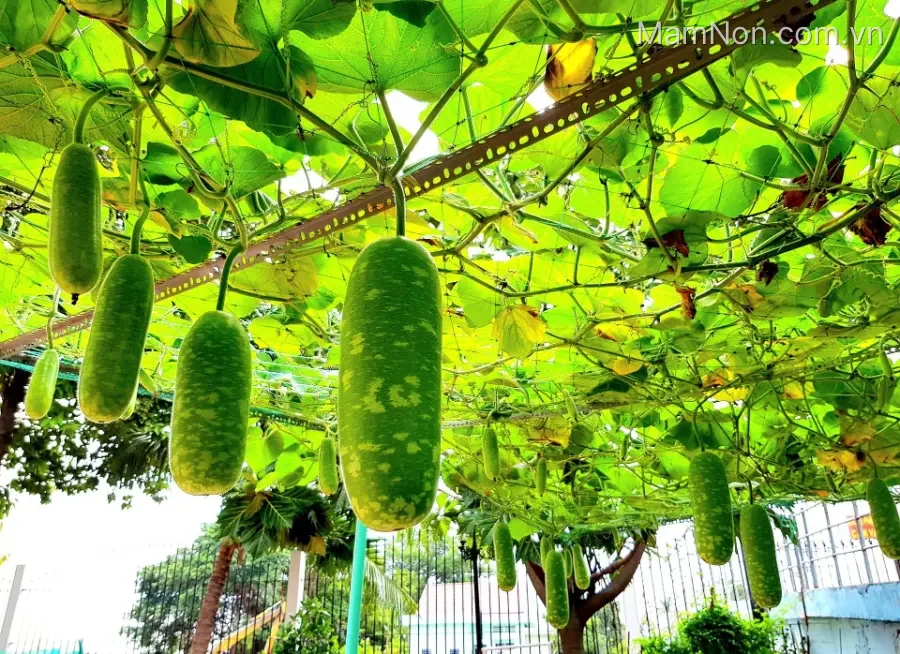 Trường Mầm Non Hải Âu