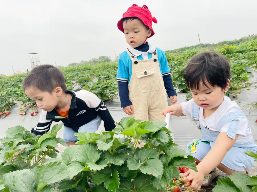 Mầm non Kira Preschool - Lai Xá