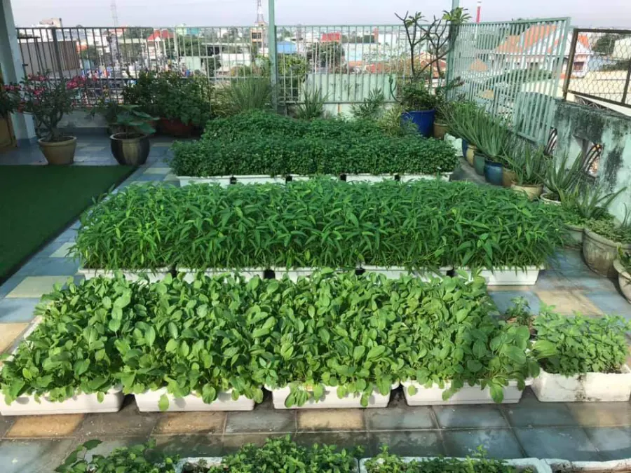 Mầm Non Họa Mi