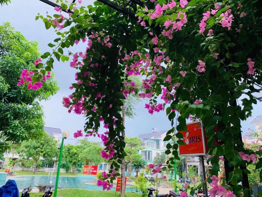 Trường mầm non Hoa Diên Vĩ - Iris PreSchool